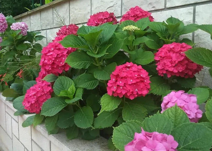 Markorcula Κόρτσουλα