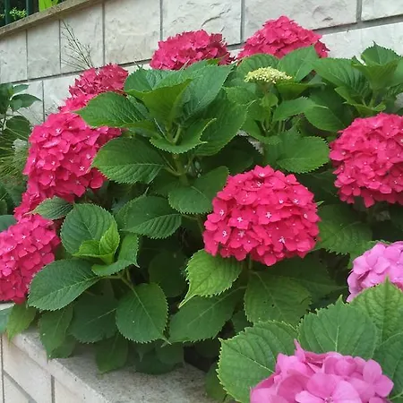 Markorcula Корчула